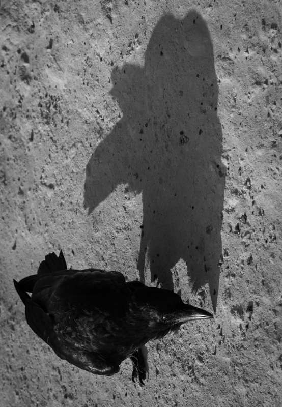 Crow