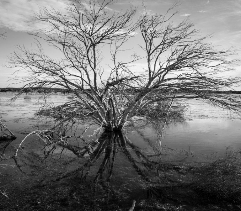 Wetland Tree 1
