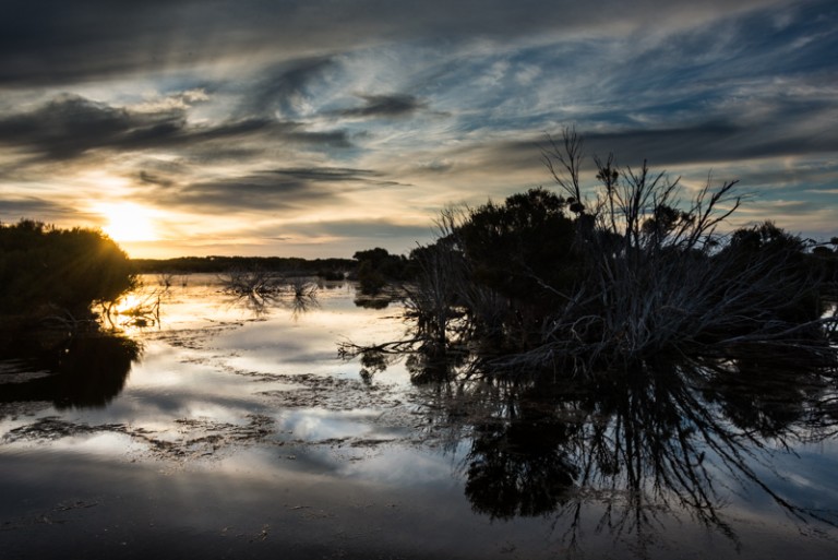Wetland 2