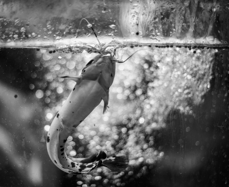 Catfish