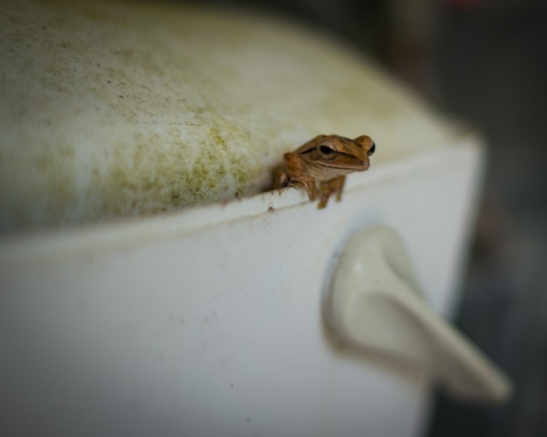 Frog