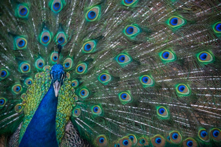 Peacock