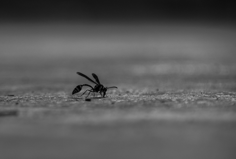 Wasp