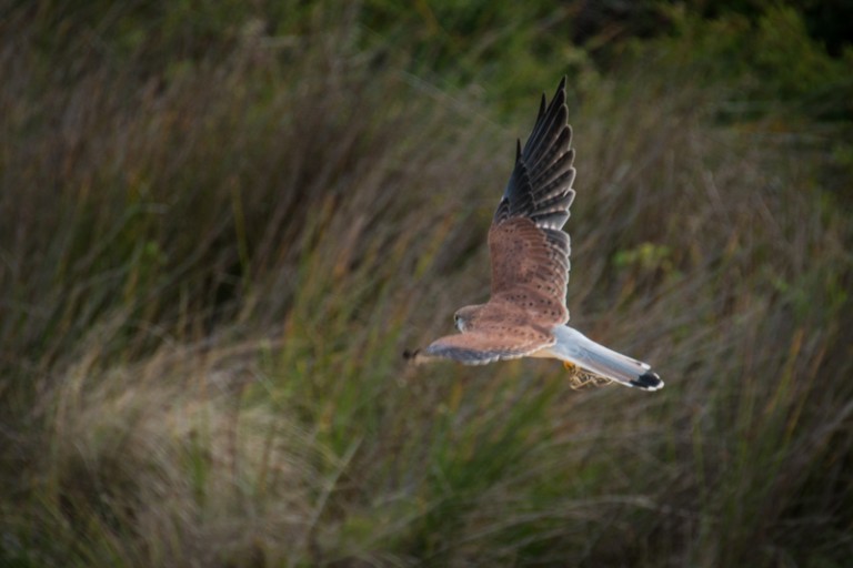 Brown Bird