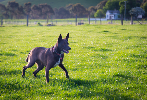 Kelpie 2