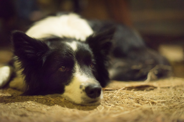 Lying Dog