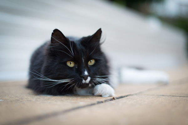 Fluffy Cat